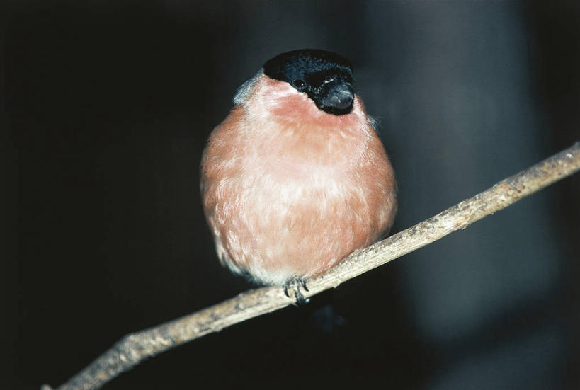 无人,横图,室外,白天,野生动物,科学,鸟类,枝,自然,动物,摄影,栖息,环境,生物学,灰雀,彩图,动物学