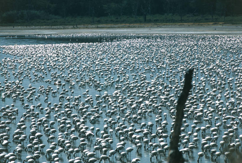 无人,横图,室外,白天,湖,河流,野生动物,肯尼亚,一群,许多,科学,火烈鸟,鸟类,流水,很多,自然,摄影,环境,生物学,大火烈鸟,东非,纳库鲁湖,美洲火烈鸟,彩图,动物学