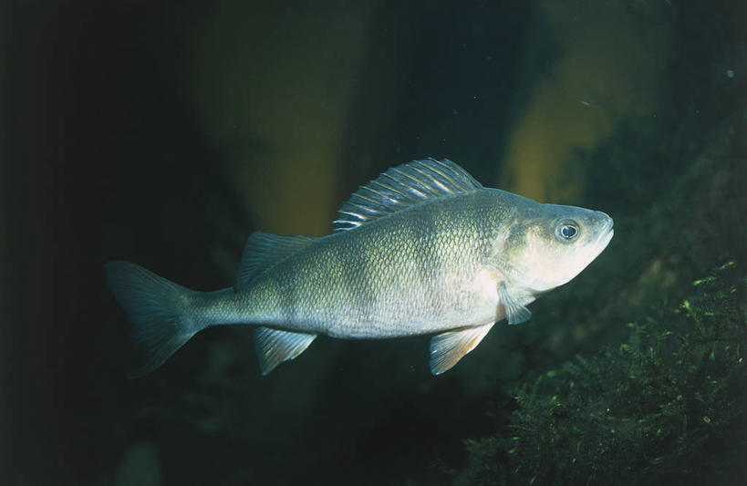 无人,横图,室外,侧面,水下,海洋,水,野生动物,科学,鱼,鱼类,自然,动物,摄影,鲈鱼,环境,生物学,花鲈,鲈板,鲈子鱼,彩图,动物学