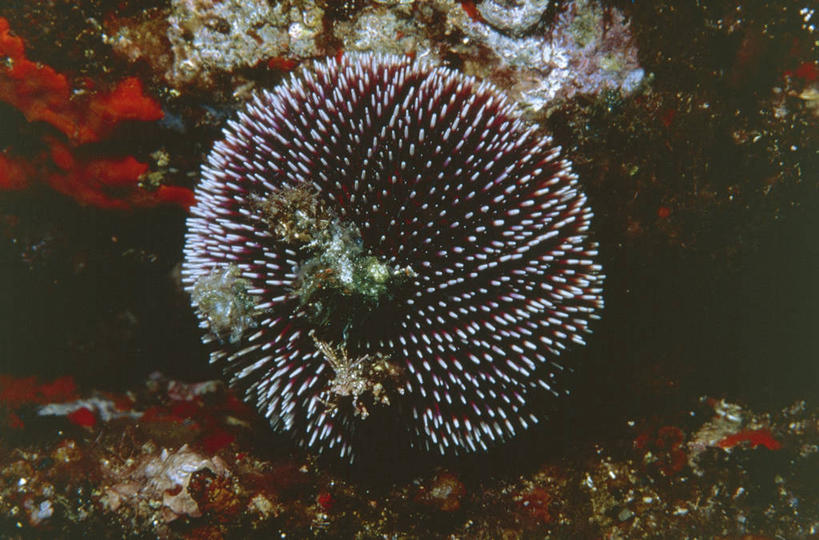 无人,横图,室外,白天,水下,海胆,野生动物,科学,无脊椎动物,自然,动物,摄影,环境,锋利,生物学,尖锐,棘皮动物,彩图,动物学