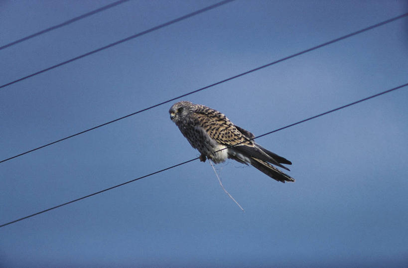 西方人,无人,横图,室外,白天,野生动物,欧洲,非洲,南非,黑人,欧洲人,科学,鸟类,电缆,天空,自然,动物,电话线,摄影,环境,生物学,国家公园,万里无云,西开普省,非洲人,彩图,动物学
