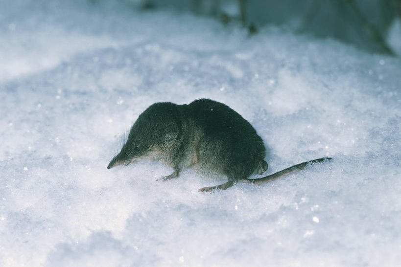 无人,横图,室外,白天,侧面,雪,哺乳动物,野生动物,科学,冬天,自然,动物,摄影,环境,生物学,地鼠,彩图,动物学