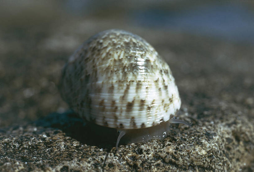 无人,横图,室外,特写,野生动物,贝壳,科学,斑点,无脊椎动物,自然,动物,摄影,软体动物,环境,生物学,新喀里多尼亚,太平洋岛屿,岩石,彩图,法国海外领土,动物学