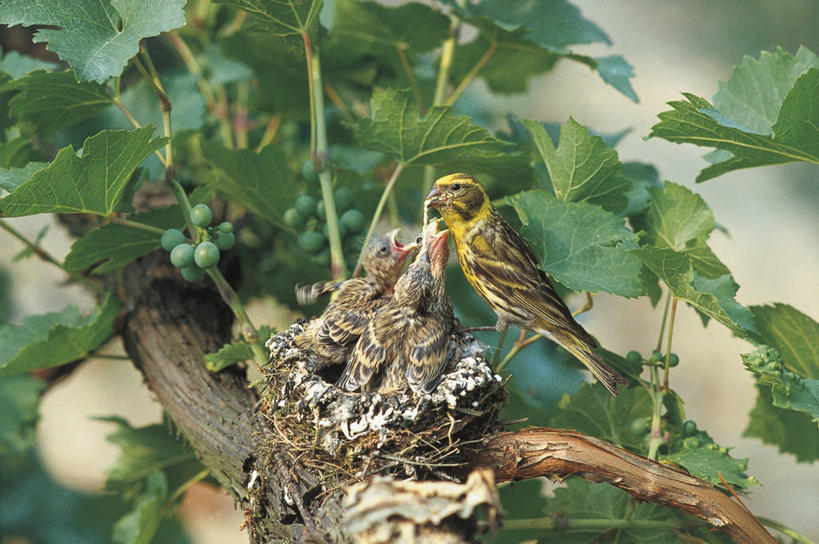 无人,横图,室外,白天,野生动物,科学,鸟类,鸟巢,枝,自然,动物,摄影,栖息,环境,生物学,金丝雀,喂养,彩图,动物学