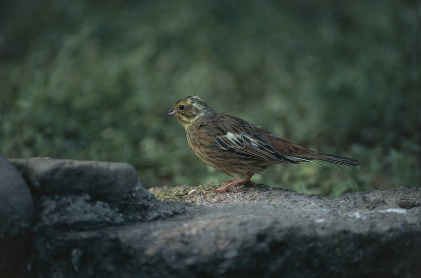 无人,横图,室外,白天,旅游,度假,美景,山,山脉,雪,美国,加拿大,地平线,景观,山顶,辽阔,联合国,地面,宏伟,娱乐,风景,天空,自然,享受,休闲,广阔,景色,放松,寒冷,摄影,宁静,一望无际,环境,北美,北美洲,自然风光,延伸,美洲,阿拉斯加,阿拉斯加州,天地相交,北亚美利加洲,亚美利加洲,最后的边疆,午夜阳光之地,卑诗省,不列颠哥伦比亚,不列颠哥伦比亚省,无边无际,一马平川,大不列颠哥伦比亚,自然地理,彩图,旅行,卑斯省,美利坚合众国,联合国教科文组织,圣埃利亚斯山脉