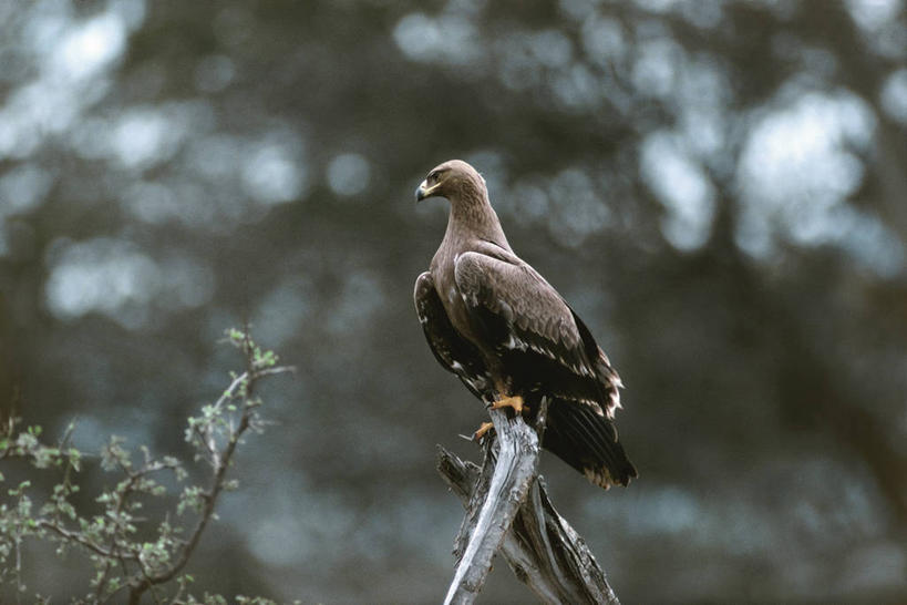 无人,横图,室外,白天,鸟,野生动物,鹰,科学,鸟类,捕食,自然,动物,摄影,栖息,环境,生物学,凶猛,鸢,残暴,凶残,老鹰,彩图,动物学
