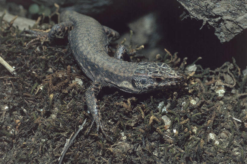 无人,横图,室外,白天,壁虎,野生动物,蜥蜴,科学,自然,动物,摄影,环境,生物学,彩图,动物学