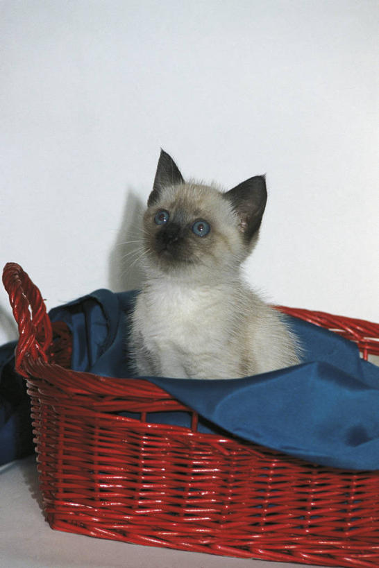 无人,坐,竖图,室内,白天,纯洁,哺乳动物,宠物,猫,野生动物,科学,暹罗猫,篮子,小猫,动物,看,向上看,家畜,可爱,童年,童趣,摄影,生物学,猫科动物,童真,烂漫,无邪,天真,彩图,动物学,纯种猫