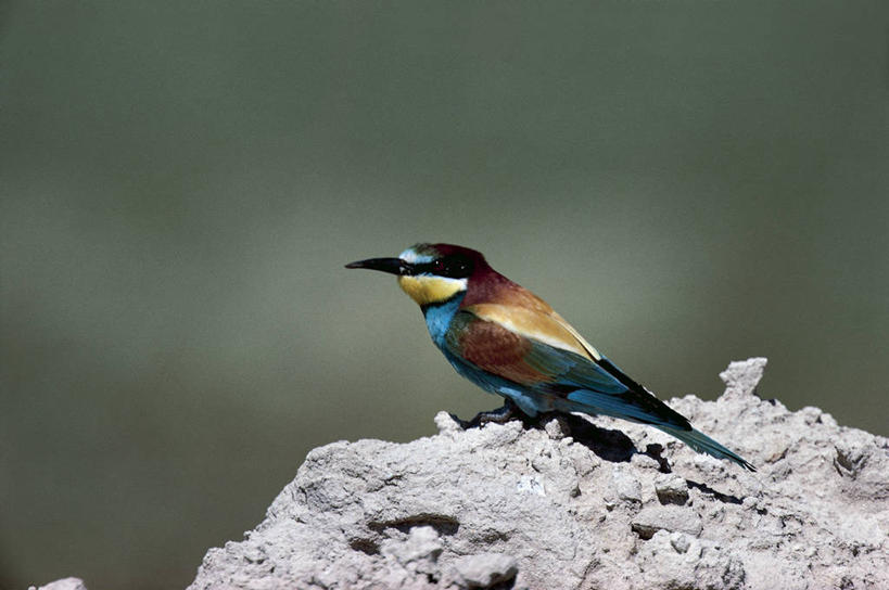 无人,横图,室外,白天,侧面,野生动物,意大利,科学,鸟类,自然,动物,摄影,环境,生物学,撒丁岛,食蜂鸟,黄喉蜂虎,岩石,彩图,动物学