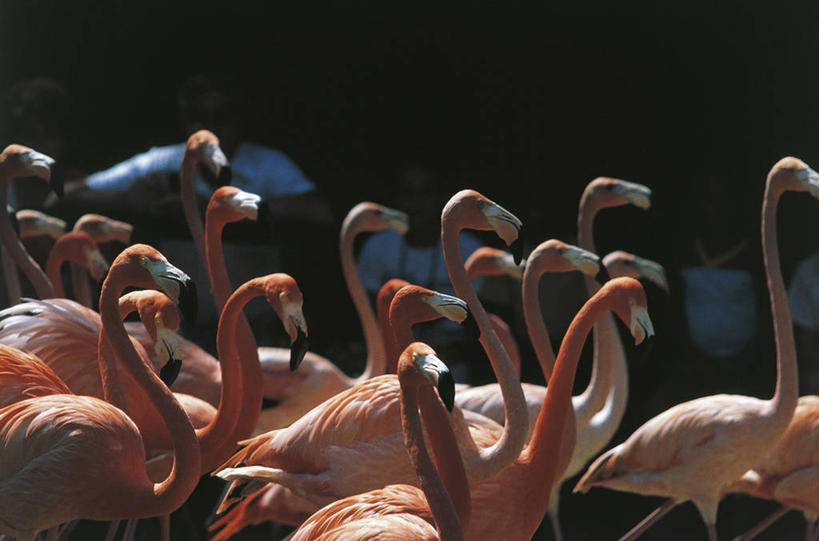 无人,横图,室外,白天,野生动物,科学,火烈鸟,鸟类,粉色,自然,摄影,环境,生物学,大火烈鸟,一致,美洲火烈鸟,彩图,动物学