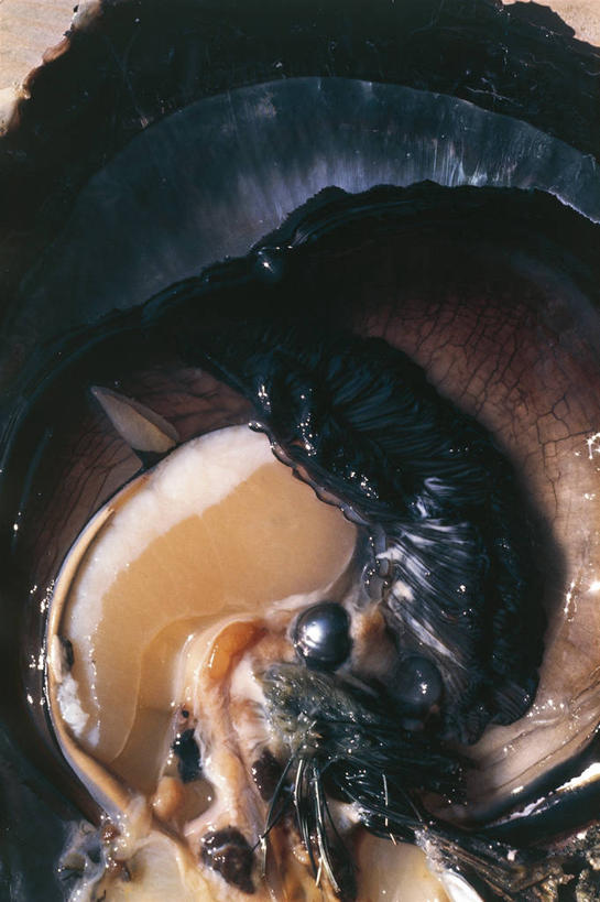 无人,竖图,特写,野生动物,贝壳,科学,牡蛎,黑色,自然,动物,摄影,软体动物,环境,生物学,大洋洲,法属波利尼西亚,法属玻利尼西亚,土阿莫土群岛,彩图,双壳贝,法国海外领土,动物学