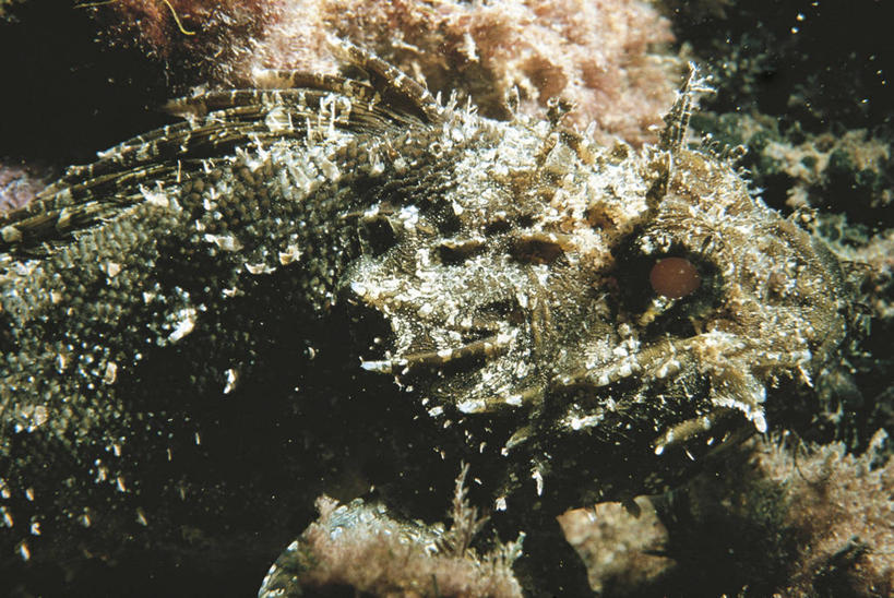 无人,横图,室外,特写,白天,水下,野生动物,科学,鱼,鱼类,自然,动物,摄影,鲉,部分,鲈鱼,环境,生物学,咸水鱼,花鲈,鲈板,鲈子鱼,彩图,动物学