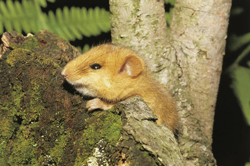 无人,攀登,横图,室外,夜晚,哺乳动物,野生动物,照明,科学,灯光,枝,灯,自然,动物,灯具,摄影,环境,照亮,生物学,照明设备,户外活动,闪光灯,彩图,动物学