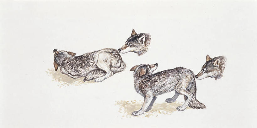 无人,横图,全景,插画,数码,科技,哺乳动物,狼,野生动物,四只,阴影,科学,网络,高光,几何,计算机图形,合成,图画,画,自然,动物,米色,家畜,部分,环境,电脑合成图,数码合成图,生物学,合成图,野狗,漫画,写实,具体,具象,灰狼,彩图,动物学