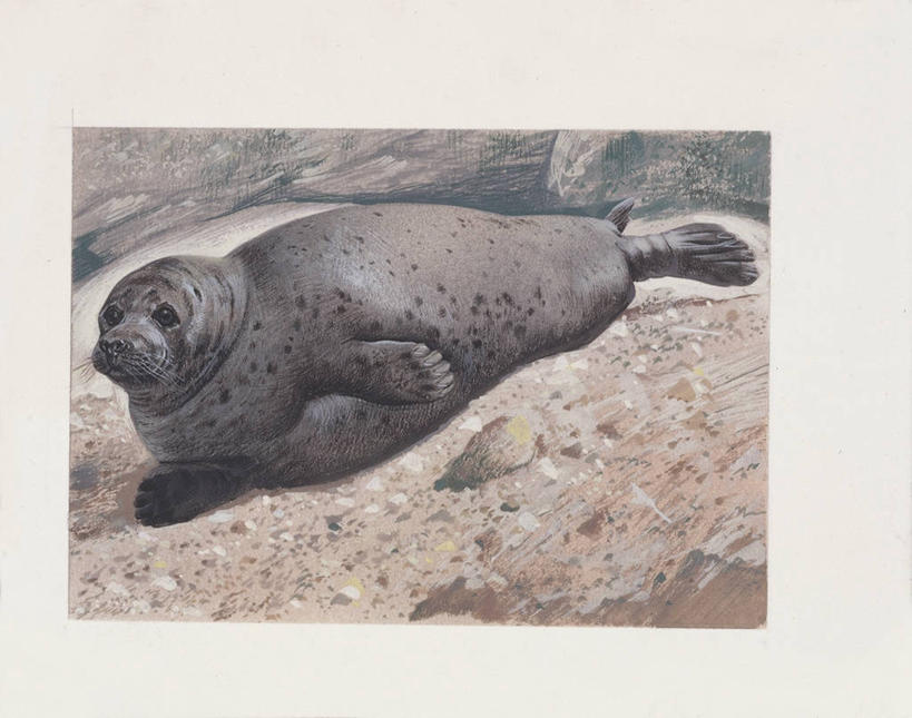 无人,横图,插画,室外,白天,数码,科技,哺乳动物,海豹,野生动物,阴影,网络,沙子,高光,几何,计算机图形,合成,图画,画,动物,电脑合成图,数码合成图,生物学,合成图,灰海豹,漫画,写实,具体,具象,彩图,动物学