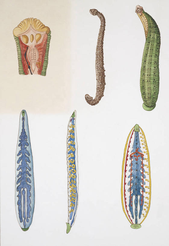 无人,横图,竖图,插画,数码,科技,阴影,科学,网络,高光,几何,计算机图形,合成,图画,画,自然,部分,环境,电脑合成图,数码合成图,生物学,合成图,漫画,写实,具体,具象,水蛭,蠕虫,彩图,环节动物,动物学