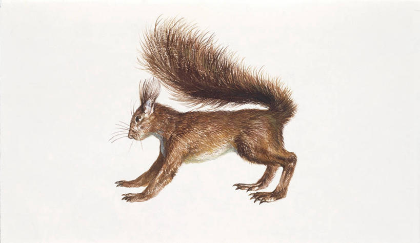 无人,攀登,横图,竖图,插画,室外,数码,科技,哺乳动物,野生动物,阴影,科学,网络,鸟巢,枝,高光,几何,计算机图形,合成,图画,画,动物,松鼠,电脑合成图,数码合成图,生物学,合成图,户外活动,漫画,写实,具体,具象,红松鼠,彩图,动物学