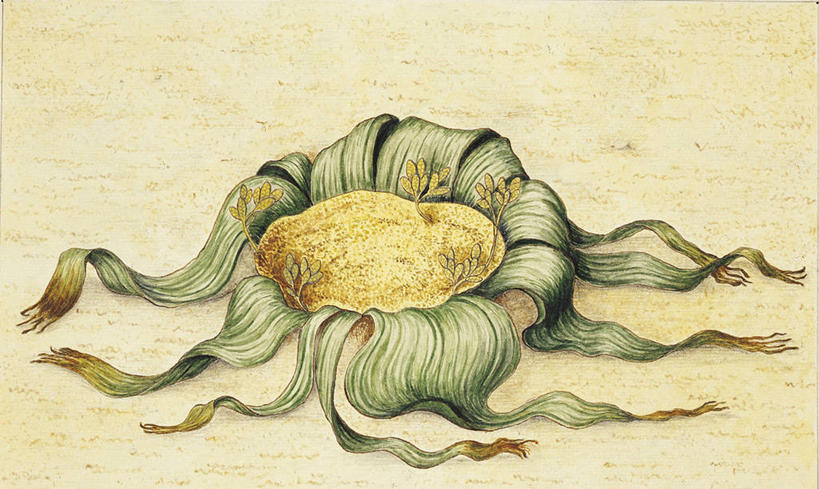 无人,横图,插画,数码,科技,植物,叶子,阴影,科学,网络,高光,几何,计算机图形,合成,图画,画,自然,环境,电脑合成图,数码合成图,生物学,合成图,漫画,写实,具体,具象,百岁兰,彩图