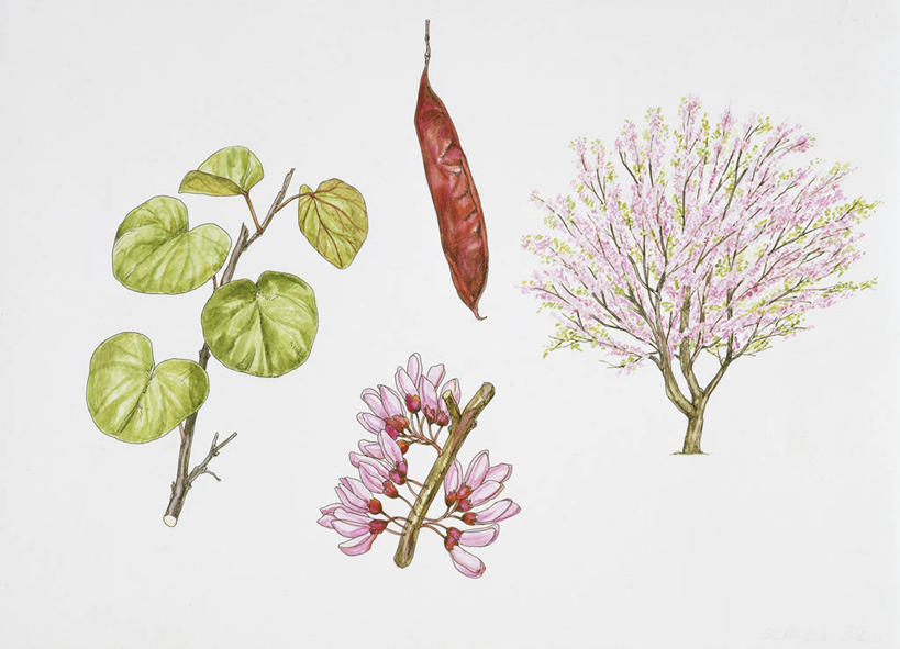 无人,横图,插画,白色背景,数码,科技,植物,水果,叶子,阴影,科学,网络,食品,茎,枝,高光,几何,计算机图形,合成,图画,画,花,树,粉色,白色,自然,四个,环境,电脑合成图,数码合成图,生物学,合成图,漫画,写实,具体,具象,嫩枝,彩图,紫荆树