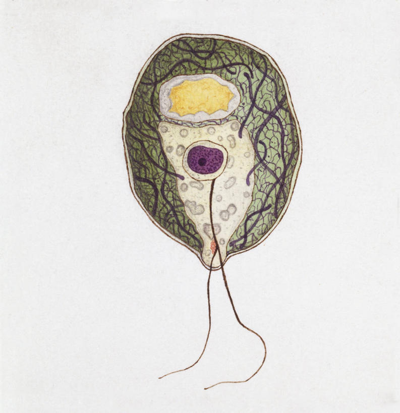 无人,竖图,方图,插画,白色背景,数码,科技,植物,阴影,科学,网络,高光,几何,计算机图形,合成,图画,画,一个,白色,自然,单个,环境,电脑合成图,数码合成图,生物学,合成图,藻类,漫画,写实,具体,具象,绿藻,衣藻,彩图