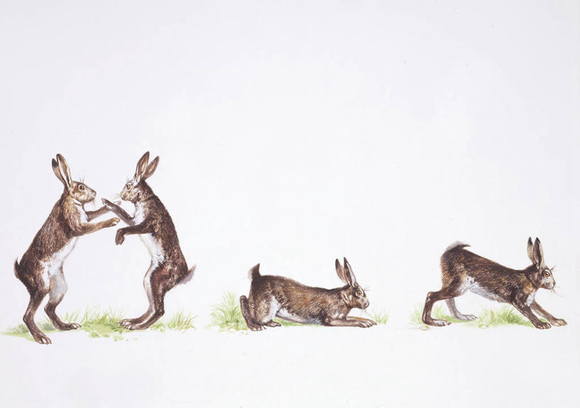 无人,横图,全景,插画,侧面,数码,科技,哺乳动物,野生动物,四只,阴影,网络,兔子,高光,几何,计算机图形,合成,图画,画,自然,动物,兔,电脑合成图,数码合成图,生物学,合成图,野兔,漫画,写实,具体,具象,彩图,动物行为,动物学