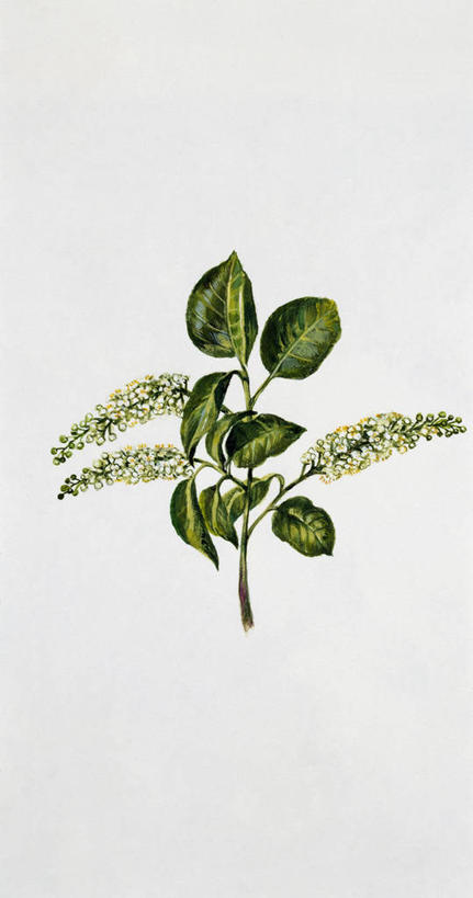 无人,竖图,插画,白色背景,数码,科技,植物,水果,叶子,阴影,科学,网络,食品,果树,枝,高光,几何,计算机图形,合成,图画,画,树,树木,一个,绿色,白色,自然,生长,单个,成长,环境,电脑合成图,数码合成图,生物学,合成图,漫画,落叶树,写实,具体,具象,李树,嫩枝,彩图,花序