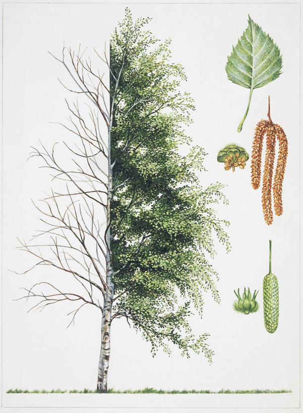 无人,竖图,室外,白色背景,水果,叶子,种子,草,树,自然,摄影,白桦,生物学,彩图