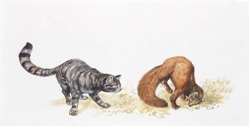 无人,横图,插画,数码,科技,哺乳动物,野生动物,阴影,条纹,科学,网络,高光,几何,计算机图形,合成,图画,画,自然,动物,两只,米色,环境,电脑合成图,数码合成图,生物学,合成图,野猫,猫科动物,漫画,写实,具体,具象,松貂,式样,非洲野猫,彩图,动物学