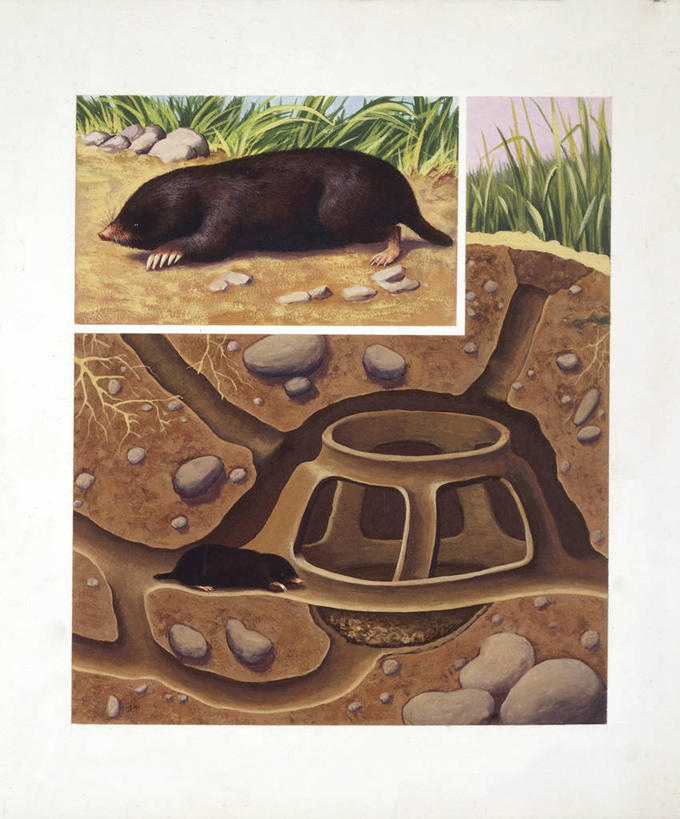 无人,竖图,插画,室外,白天,侧面,数码,科技,哺乳动物,野生动物,阴影,隧道,网络,高光,几何,计算机图形,合成,图画,画,自然,动物,两只,洞穴,挖掘,电脑合成图,数码合成图,生物学,合成图,横截面,漫画,鼹鼠,写实,具体,具象,彩图,动物学