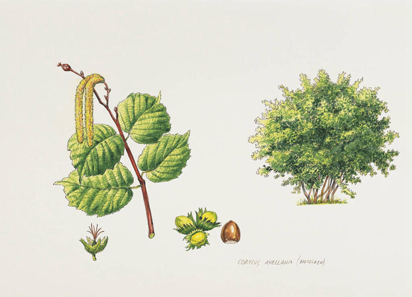 无人,横图,插画,白色背景,数码,科技,植物,水果,叶子,阴影,网络,坚果,果实,果树,高光,几何,计算机图形,合成,图画,画,花,树,树木,三个,绿色,自然,干果,白桦,生长,成长,电脑合成图,数码合成图,生物学,合成图,漫画,榛子,写实,具体,具象,山板栗,彩图