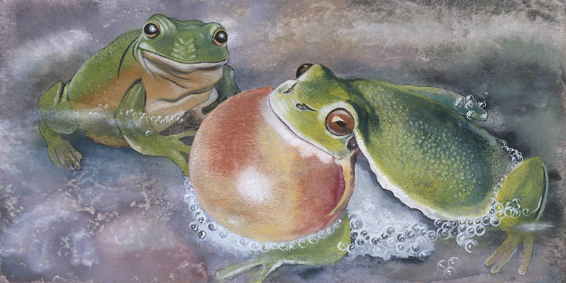 无人,横图,俯视,插画,数码,科技,水,青蛙,阴影,网络,树蛙,高光,几何,计算机图形,合成,图画,画,自然,动物,向上看,两只,电脑合成图,数码合成图,生物学,合成图,漫画,写实,具体,具象,欧洲树蛙,彩图,高角度拍摄,动物学