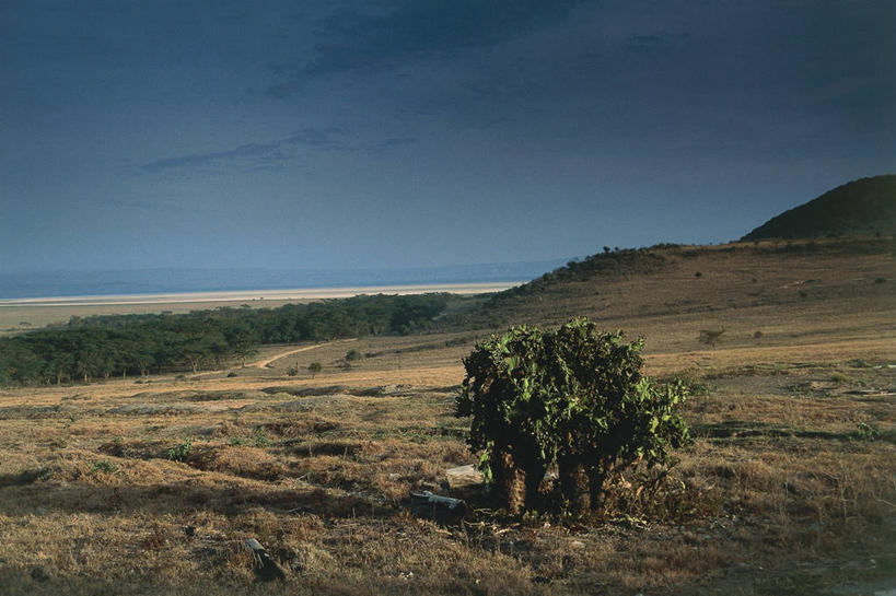 无人,横图,室外,白天,湖,非洲,肯尼亚,树,摄影,气候,国家公园,东非,纳库鲁湖,自然地理,彩图,郊野公园