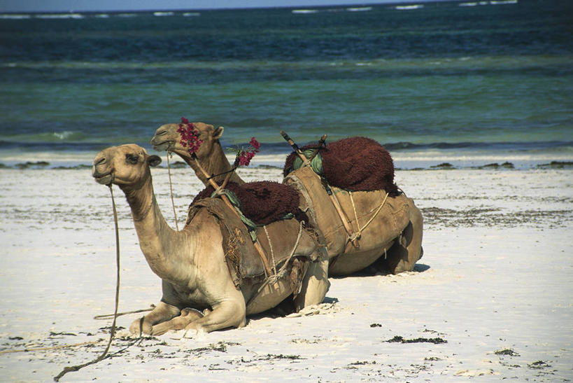 无人,横图,室外,白天,侧面,海洋,水,哺乳动物,野生动物,非洲,肯尼亚,科学,骆驼,动物,两只,摄影,环境,生物学,偶蹄目,单峰骆驼,东非,马林迪,海滩,彩图,动物学