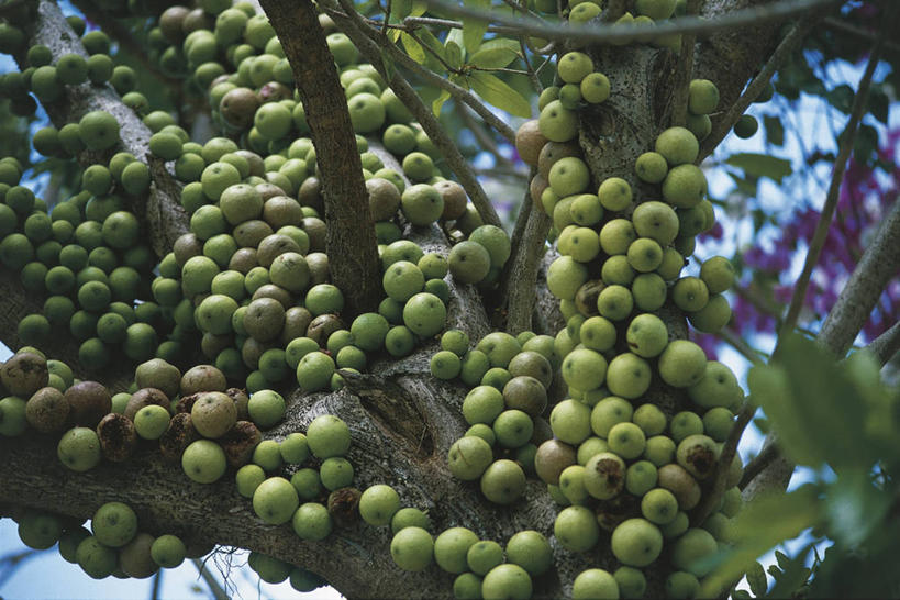 无人,横图,室外,特写,白天,水果,非洲,肯尼亚,科学,食品,枝,树,自然,摄影,环境,生物学,国家公园,东非,彩图,郊野公园