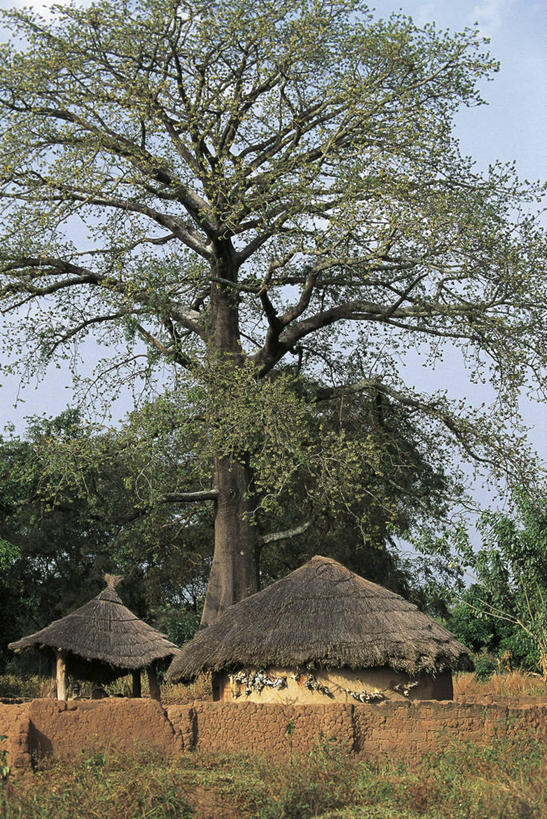 无人,竖图,建筑,非洲,树,摄影,宗教,象牙海岸,自然地理,彩图,传统文化