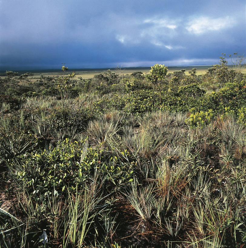无人,竖图,方图,室外,白天,植物,委内瑞拉,地平线,地形,辽阔,地面,自然,地标建筑,平原,广阔,南美,摄影,生长,灌木,宁静,一望无际,环境,国家公园,延伸,天地相交,无边无际,一马平川,自然地理,彩图,卡奈依马国家公园,郊野公园
