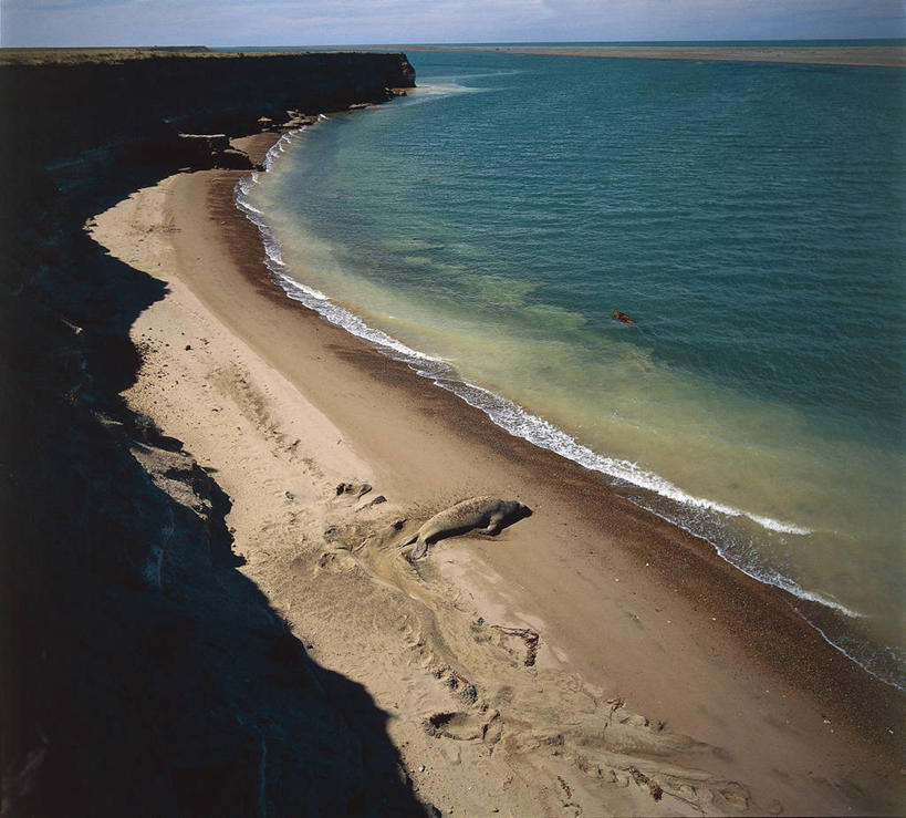 无人,横图,俯视,室外,白天,海洋,湖,水,哺乳动物,野生动物,阿根廷,海象,沙子,海岸线,自然,动物,南美,摄影,环境,巴塔哥尼亚,瓦尔德斯半岛,彩图,高角度拍摄