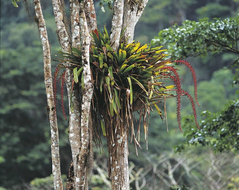 无人,横图,室外,白天,植物,叶子,委内瑞拉,枝,树干,自然,南美,摄影,环境,国家公园,热带雨林,自然地理,彩图,雨林,附生植物,郊野公园