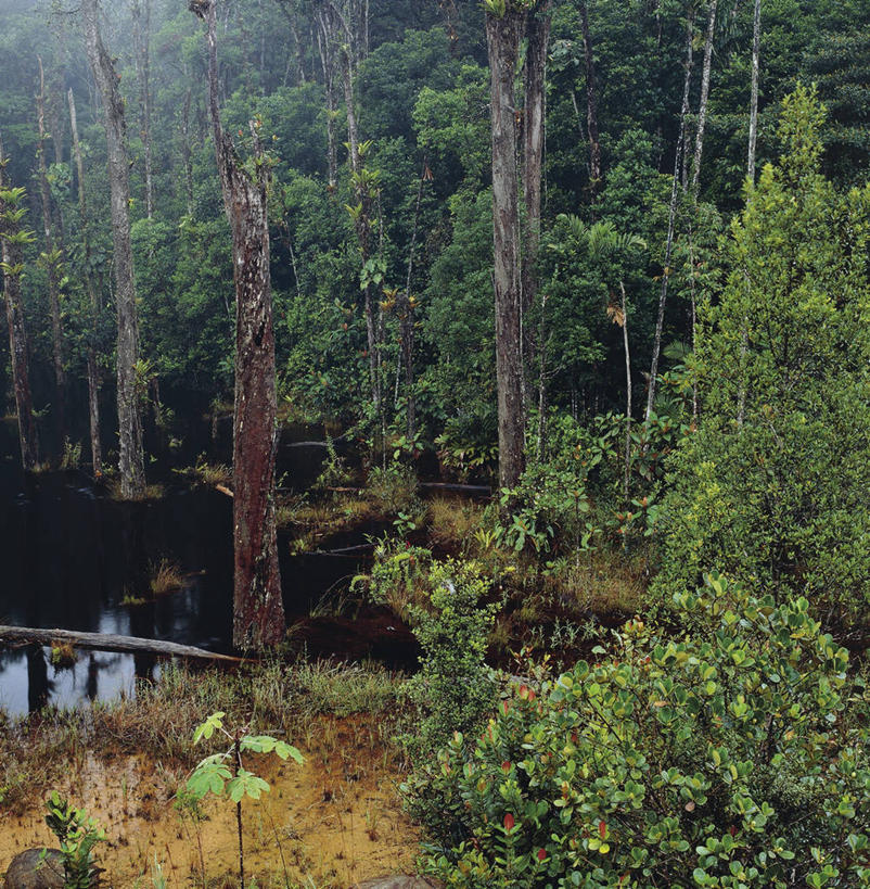 无人,竖图,方图,室外,白天,湖,森林,委内瑞拉,树,自然,地标建筑,南美,摄影,环境,国家公园,热带雨林,自然地理,彩图,雨林,卡奈依马国家公园,郊野公园