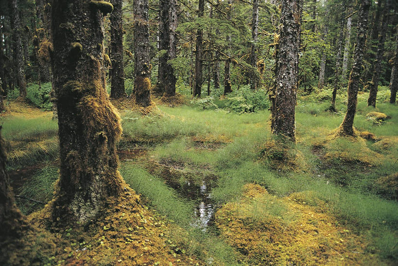 无人,横图,室外,白天,森林,水,美国,苔藓,地衣,草,树,树干,自然,摄影,生长,环境,国家公园,阿拉斯加,冰河湾国家公园,死水,彩图,郊野公园