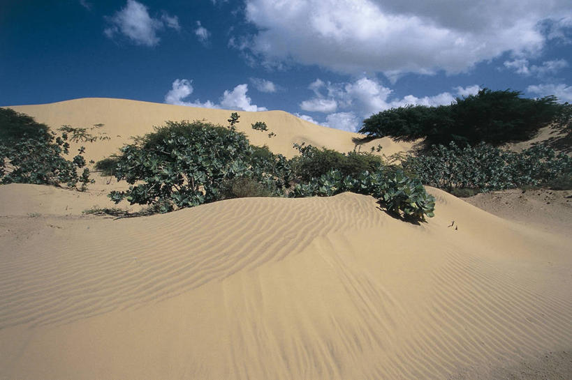 无人,横图,室外,白天,美景,沙漠,植物,委内瑞拉,沙子,地形,景观,沙丘,风景,自然,景色,南美,摄影,气候,国家公园,自然风光,法尔孔州,自然地理,彩图,旅行,郊野公园