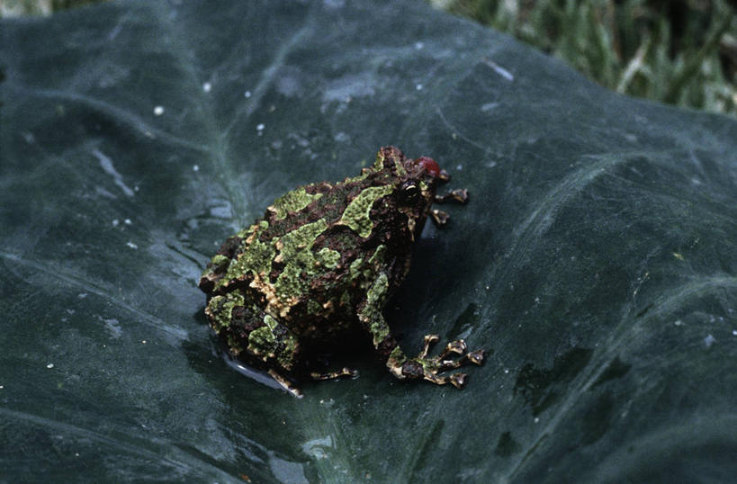 无人,坐,横图,室外,白天,时尚,植物,青蛙,野生动物,叶子,马达加斯加,科学,蛙,绿色,自然,动物,t台,摄影,环境,生物学,国家公园,东非,塔马塔夫,时装表演,时装秀,t型台,走秀,彩图,动物学,郊野公园