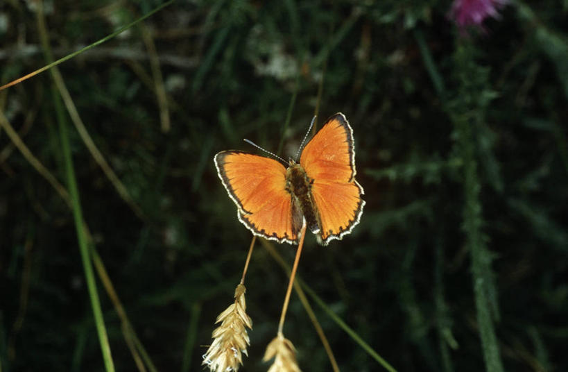 无人,坐,横图,室外,白天,时尚,野生动物,蝴蝶,科学,昆虫,草,自然,动物,t台,生物,摄影,环境,生物学,节肢动物,益虫,时装表演,时装秀,t型台,走秀,彩图,动物学