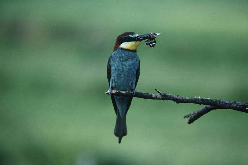 无人,坐,吃,横图,室外,白天,时尚,野生动物,科学,鸟类,捕食,昆虫,枝,自然,动物,两只,t台,摄影,栖息,环境,生物学,节肢动物,喙,食蜂鸟,黄喉蜂虎,时装表演,时装秀,t型台,走秀,彩图,动物学