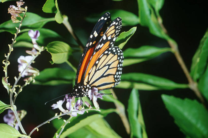 无人,横图,室外,特写,白天,侧面,时尚,野生动物,蝴蝶,科学,昆虫,花,自然,动物,t台,生物,摄影,黑脉金斑蝶,环境,生物学,节肢动物,式样,时装表演,时装秀,t型台,走秀,彩图,动物学