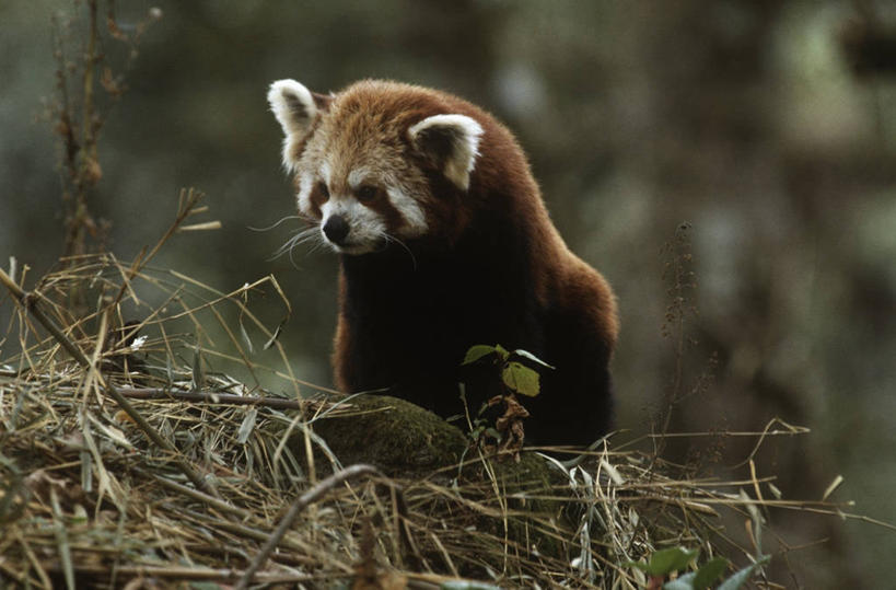 无人,坐,横图,室外,白天,时尚,哺乳动物,野生动物,小熊猫,熊猫,科学,自然,动物,t台,摄影,环境,生物学,时装表演,时装秀,t型台,走秀,彩图,动物学