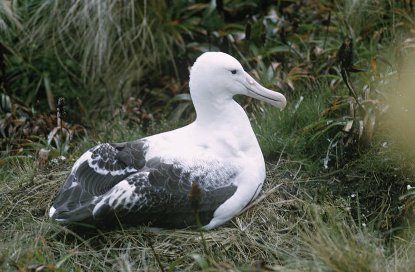 无人,坐,横图,室外,白天,侧面,时尚,野生动物,信天翁,科学,鸟类,草,自然,动物,t台,摄影,环境,生物学,时装表演,时装秀,t型台,走秀,皇家信天翁,彩图,动物学