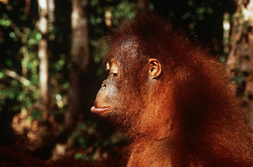 脸,头,脸颊,无人,横图,室外,特写,白天,侧面,时尚,哺乳动物,野生动物,注视,肩膀,自然,动物,观察,看,t台,摄影,观看,环境,察看,生物学,关注,猿,苏门答腊猩猩,婆罗洲猩猩,时装表演,时装秀,t型台,走秀,头部,脸部,脸蛋,面部,彩图,动物学