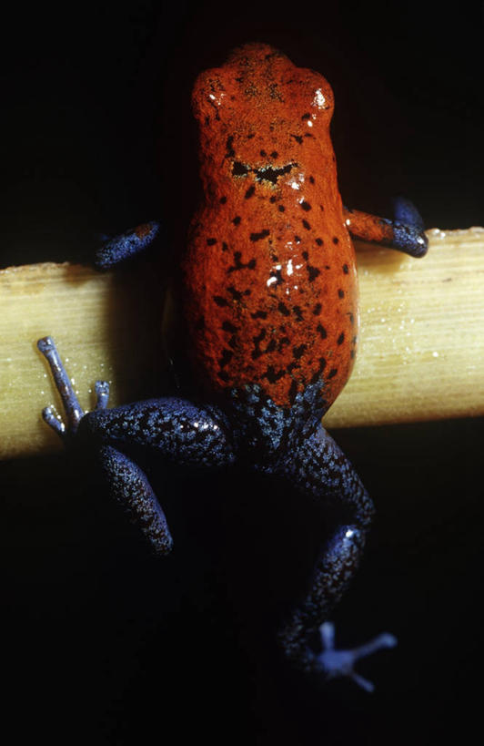 无人,攀登,竖图,俯视,室外,夜晚,时尚,植物,野生动物,科学,自然,动物,t台,摄影,环境,生物学,有毒,户外活动,毒标枪蛙,毒箭蛙,箭毒蛙,时装表演,时装秀,t型台,走秀,草莓毒刺蛙,草莓箭毒蛙,彩图,高角度拍摄,动物学