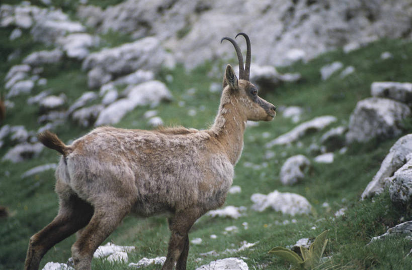 无人,站,横图,室外,白天,侧面,时尚,山,哺乳动物,野生动物,意大利,科学,羚羊,自然,动物,t台,摄影,环境,生物学,国家公园,南欧,近景,偶蹄目,时装表演,时装秀,t型台,走秀,岩石,彩图,独处,动物学,岩羚羊